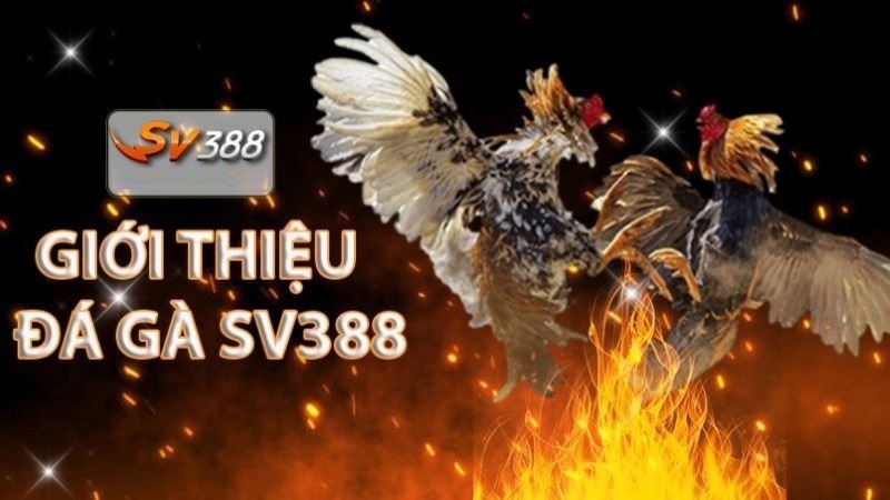 "Trò chơi chọi gà trực tuyến 789F" nghĩa là gì? - 789F